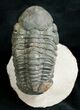 Large Reedops Trilobite on Pedestal - #6923-4